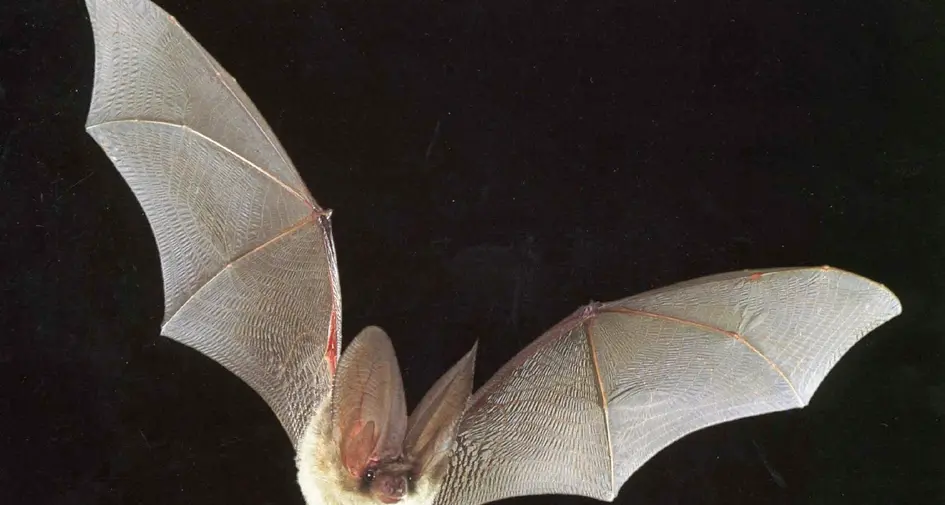 Francia: uomo muore di encefalite dopo il morso di un pipistrello, evento rarissimo