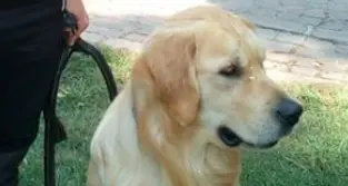 Il cane da soccorso muore per un boccone avvelenato