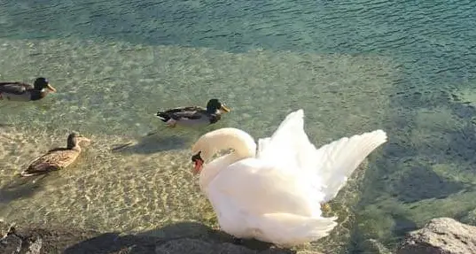 Il cigno con l'ala spezzata sarà soccorso e curato