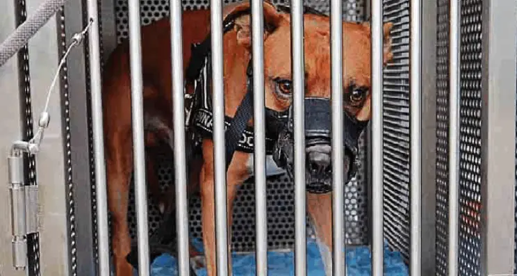 L'ordine dei veterinari di Trento: «Patentino per certi tipi di cane»