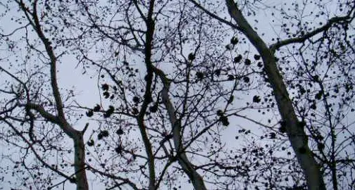 Lo spazio urbano e gli alberi