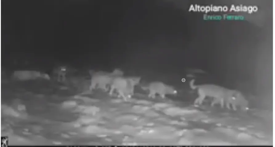 Asiago, lupi di notte nella tormenta