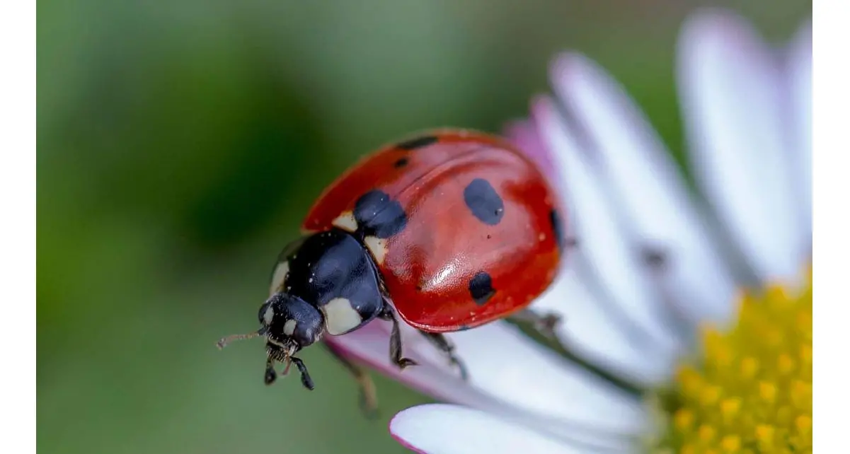 La natura in foto, nella mostra ad Ala