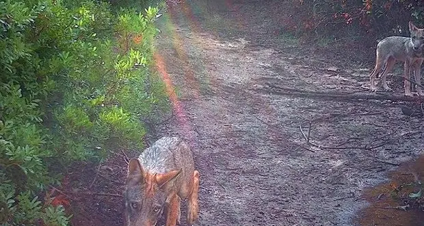 Sei nuovi cuccioli di lupo in oasi alla periferia di Roma