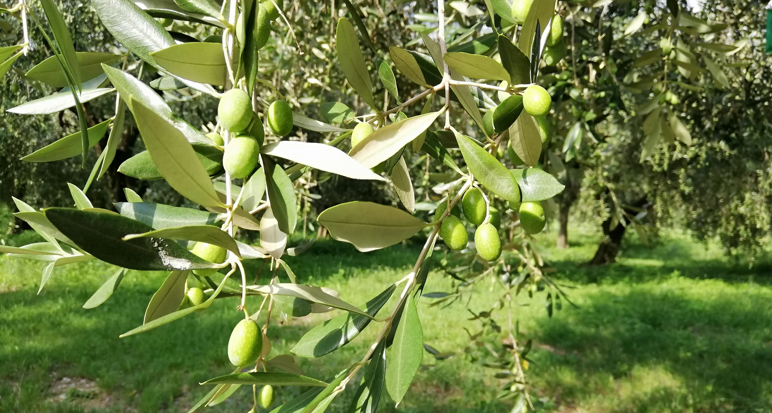 Agraria di Riva chiude in bellezza
