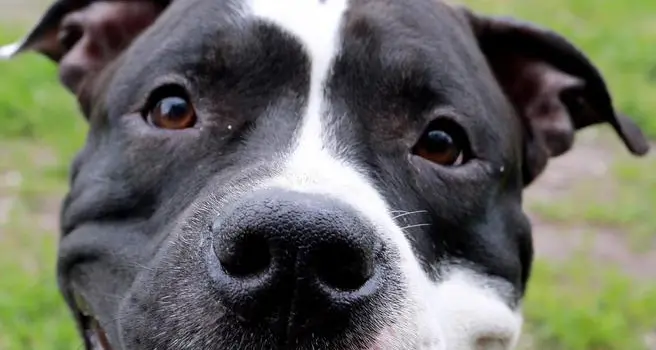 Grosseto, aggredito dai suoi cani. È grave