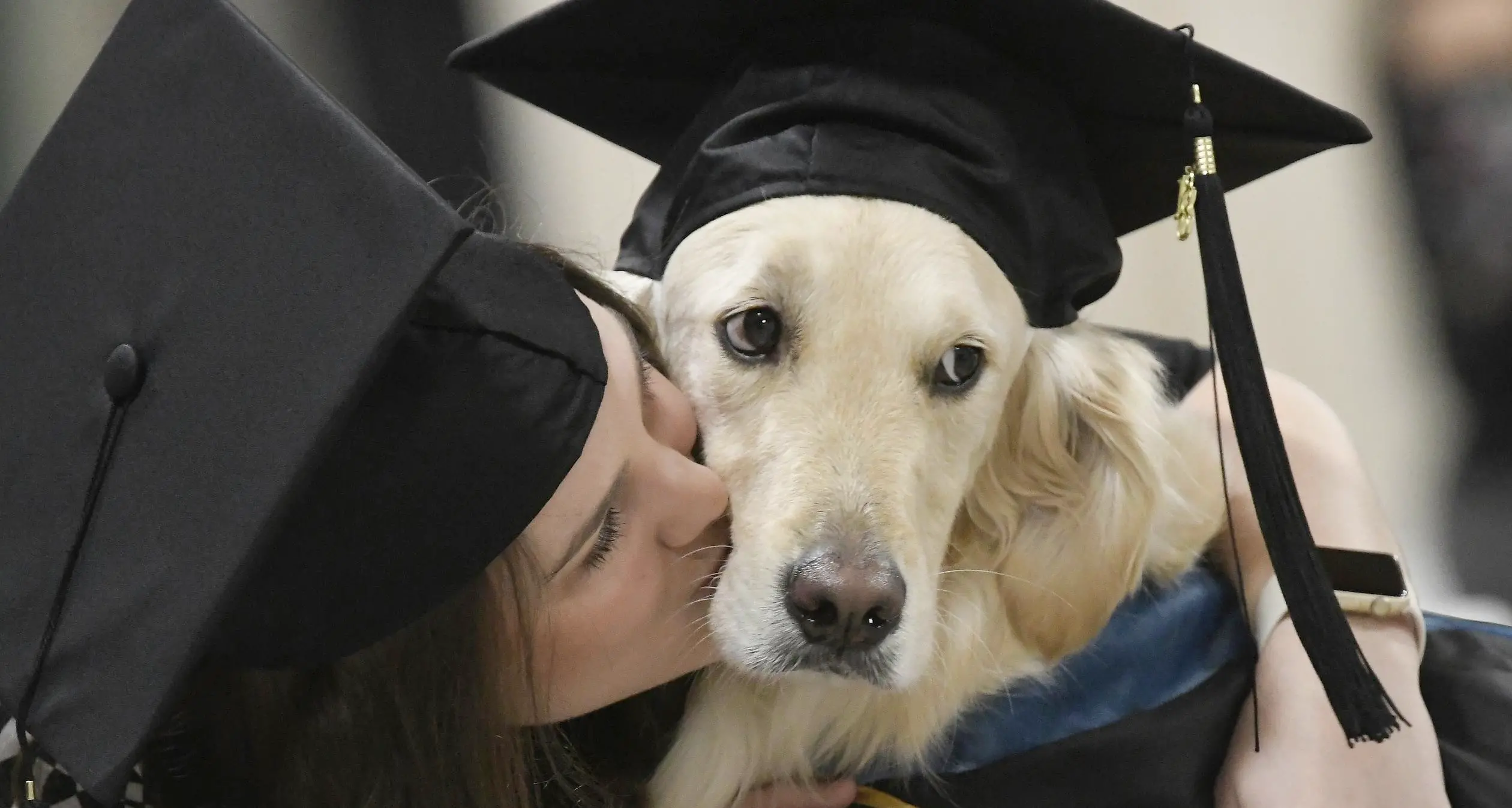 Laurea onoraria al cane per la sua dedizione totale
