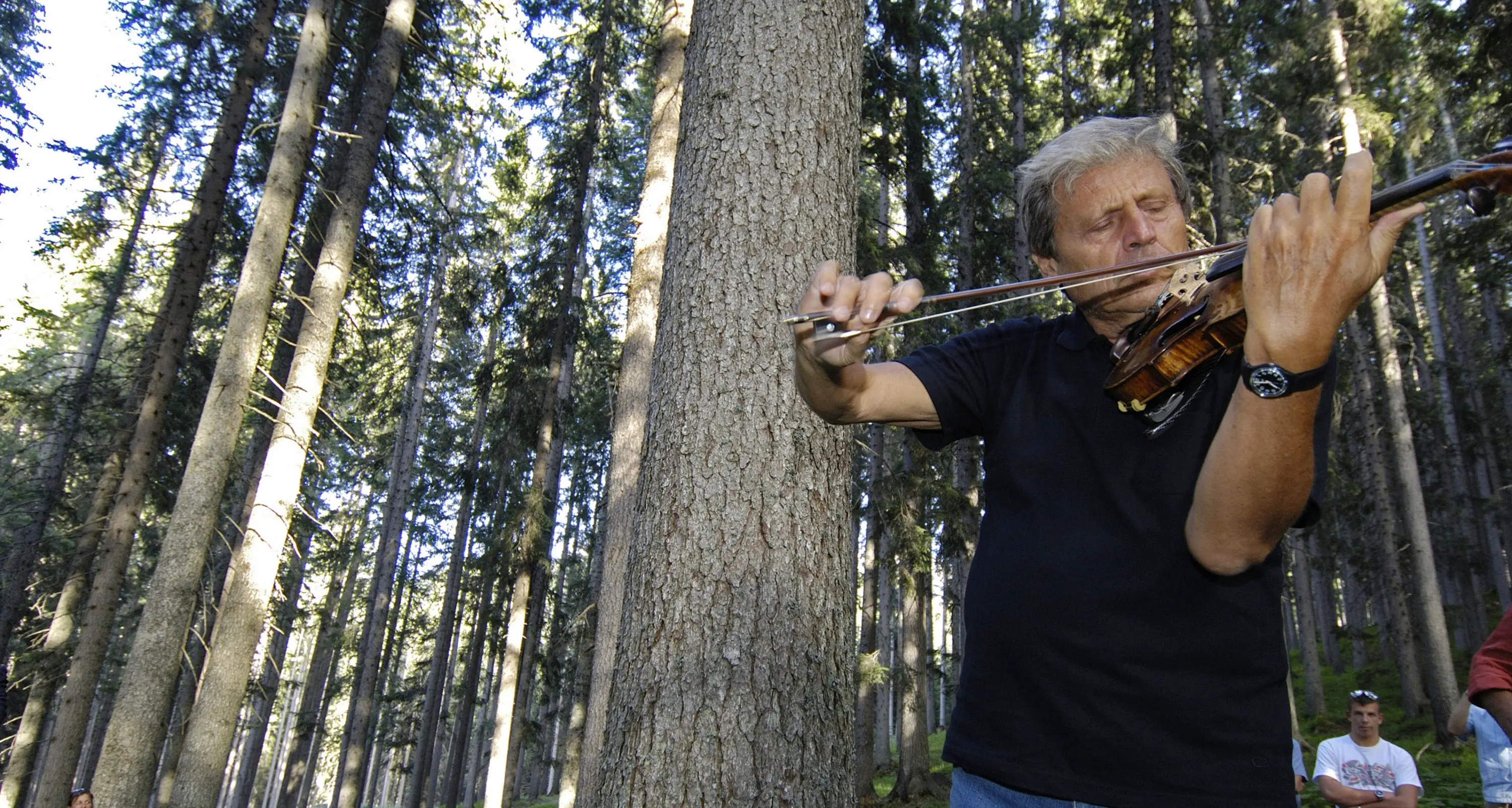 La ditta Ciresa lancia il crowfunding \"Salviamo il legno di Stradivari\"