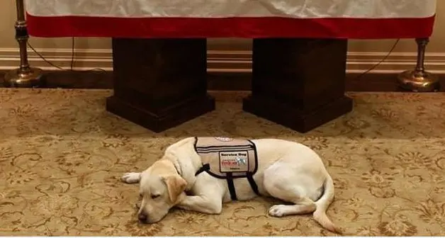 Il cane Sully veglia davanti alla bara di G.W.Bush