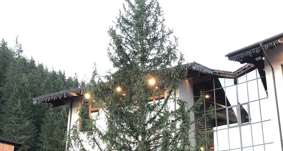 Quest'albero è... uno schianto Altro che spelacchio A Canazei racconta la sua storia