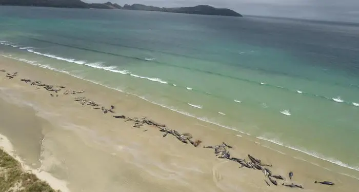 Nuova Zelanda, oltre 140 cetacei morti in spiaggiamento di massa