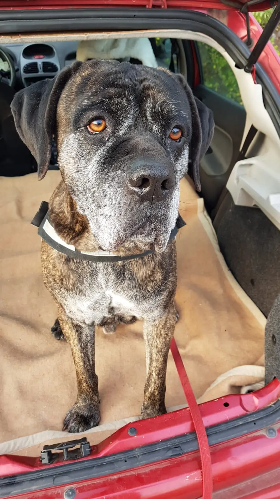 A Natale, adotta un cane del Canile Arcadia di Rovereto