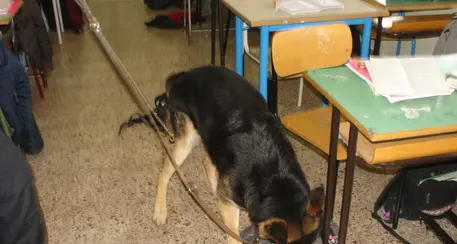 Controlli antidroga dei carabinieri in scuole di Borgo e Levico Con i cani non solo all'esterno ma dentro le aule
