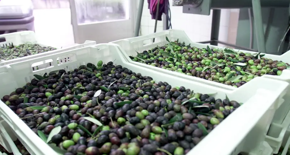 Alto Garda, arriva la deroga per la raccolta delle olive