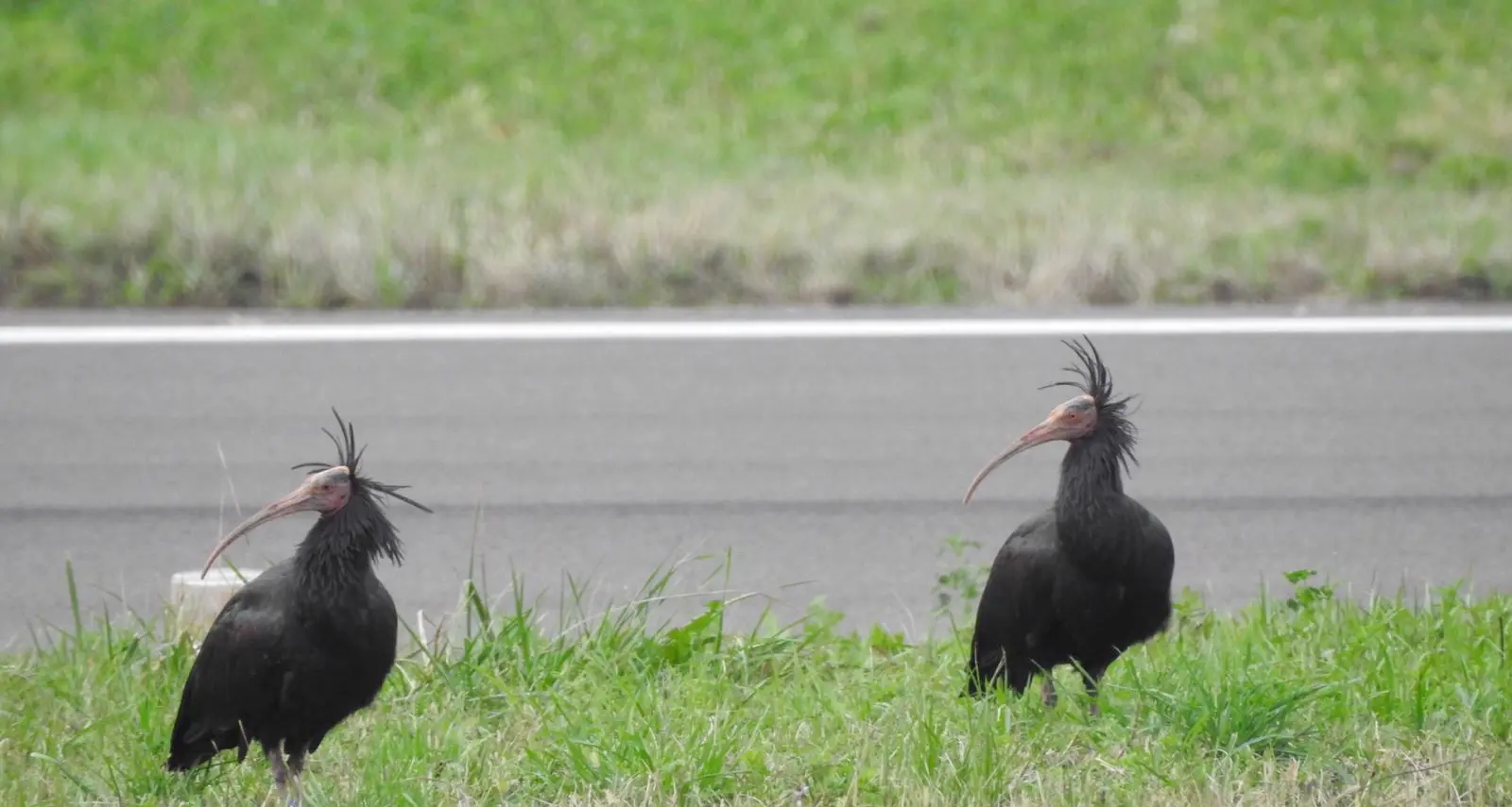 Tre ibis «in sosta» vicino all'aeroporto