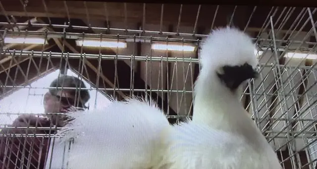Ecco la gallina più bella d'Italia