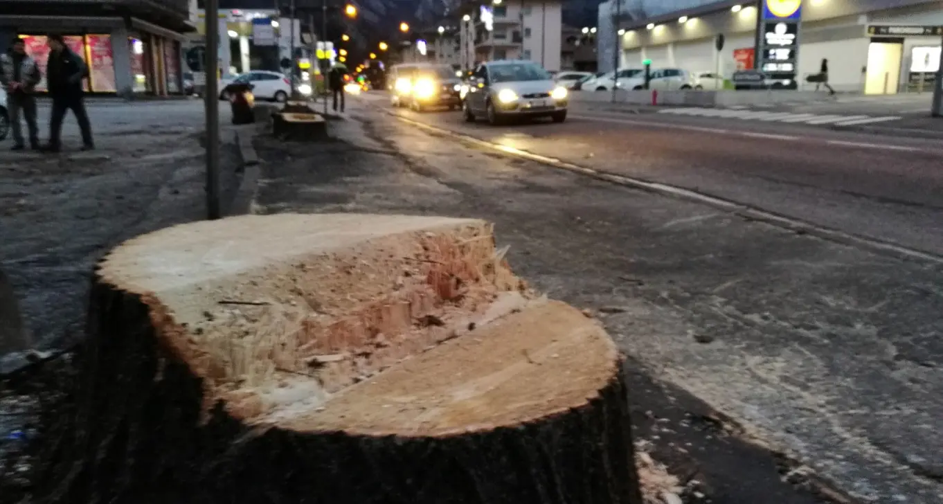 Mezzolombardo, al via il taglio degli alberi della discordia