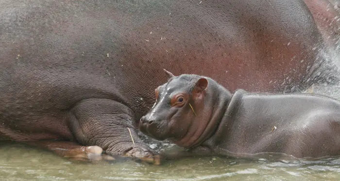 Nato cucciolo di ippopotamo in zoo Puglia, pesa 40 chili