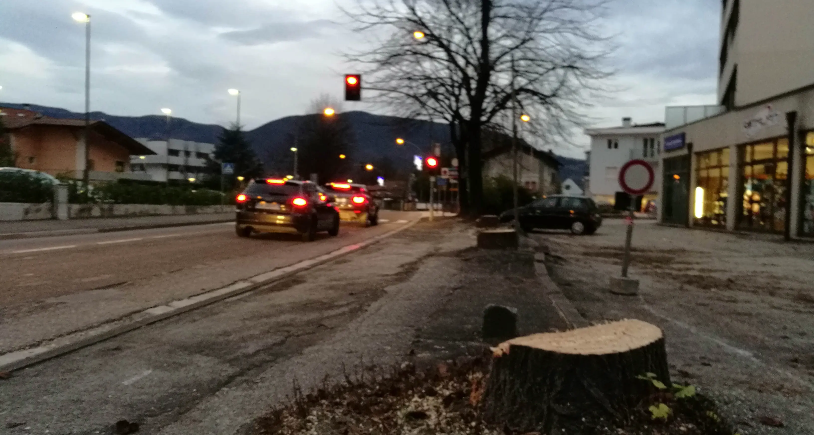 Il taglio degli alberi a Mezzolombardo per ora non \"taglia\" la polemica