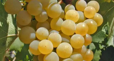 Vino, annata eccezionale in Alto Adige