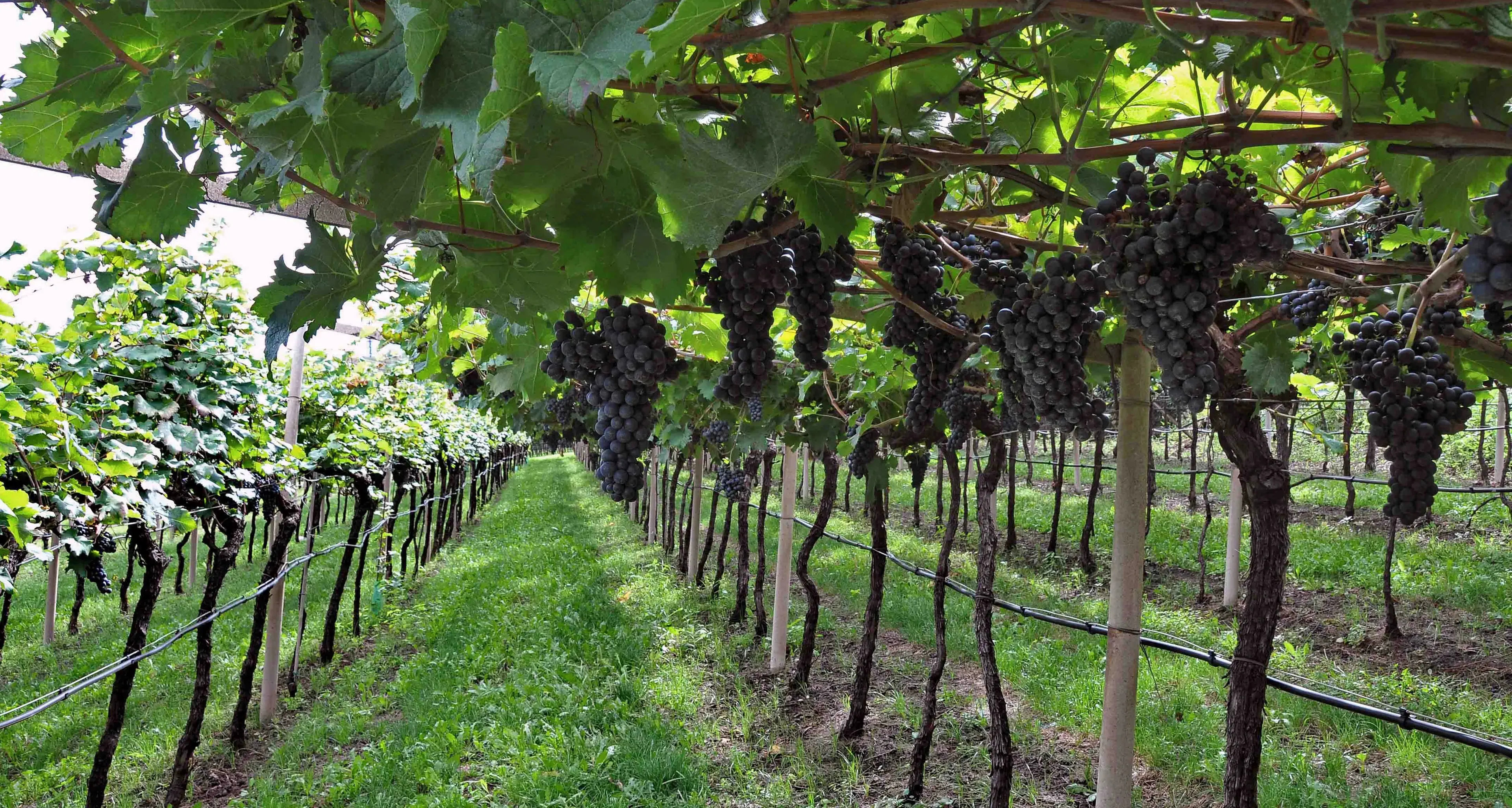 La vigna eccellente: il vino diventa spettacolo