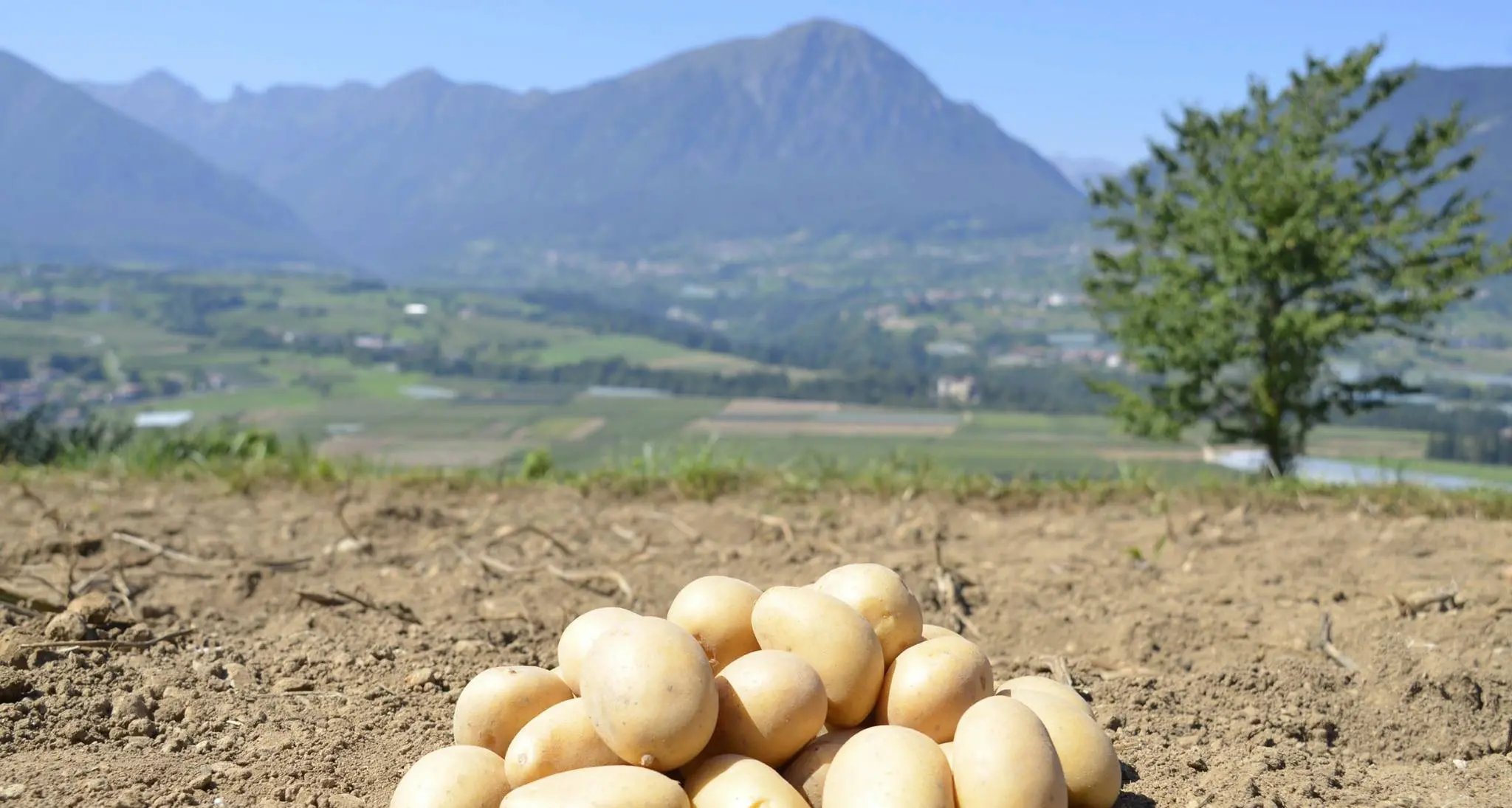 Nella Piana del Lomaso weekend all'insegna delle patate \"montagnine\"