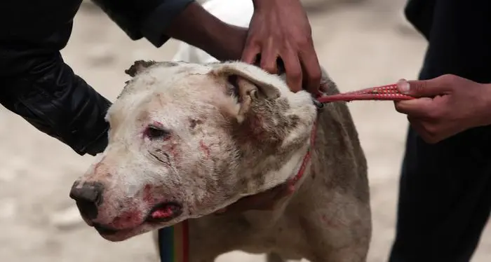 Maltrattamenti animali, rapporto Lav Allarme per i combattimenti di cani