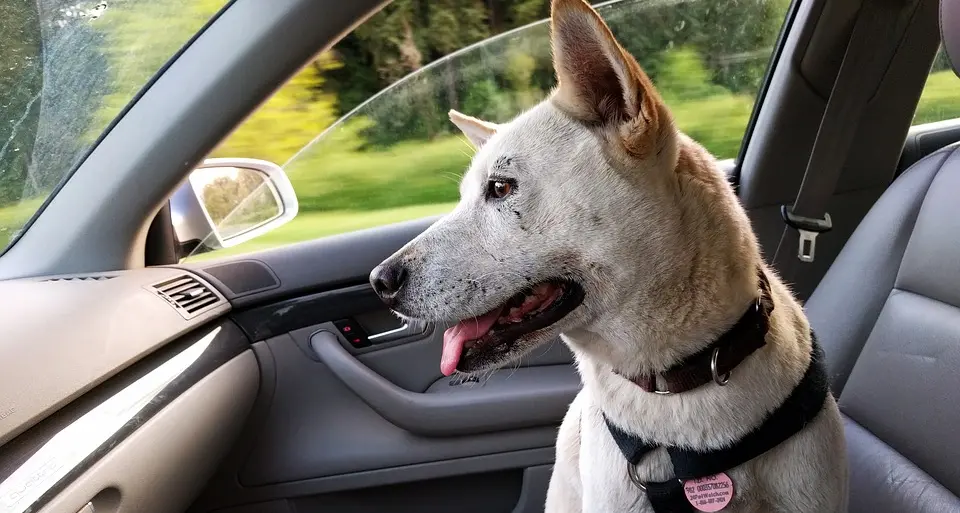 Cane in auto al sole, maximulta a Pergine