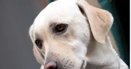 No a cane per cieca, multato il Gambrinus