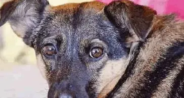 Tre cani morti avvelenati Allarme a Madonna Bianca