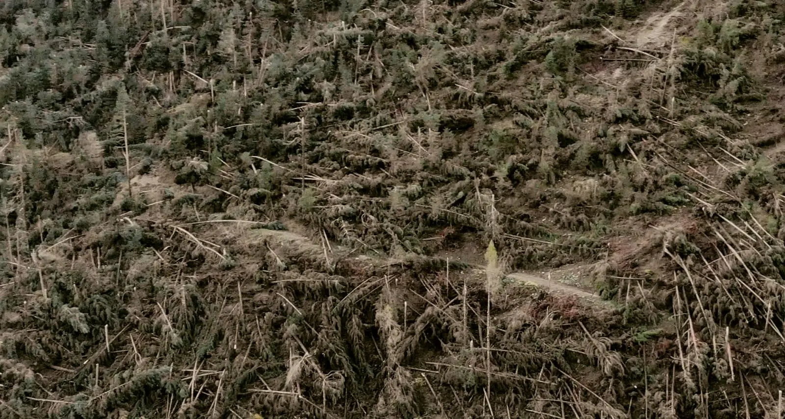 Marketing con gli alberi caduti Un progetto di sensibilizzazione