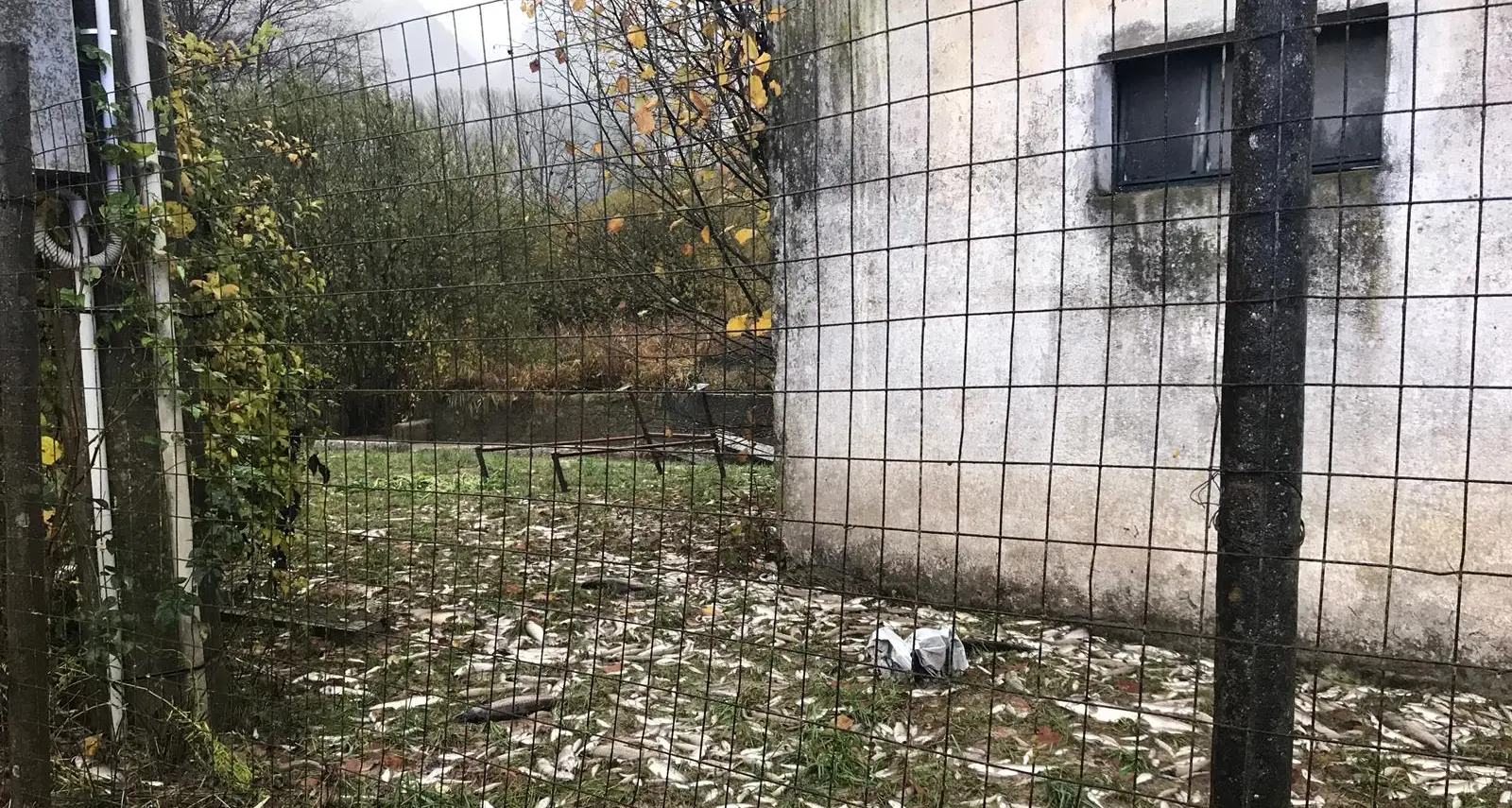 Maltempo in Valsugana: le trote muoiono nei prati