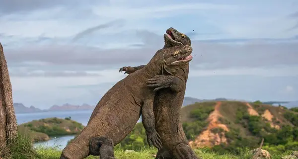Troppi ammiratori per i dragoni di Komodo: Giacarta vuole dimezzare turismo