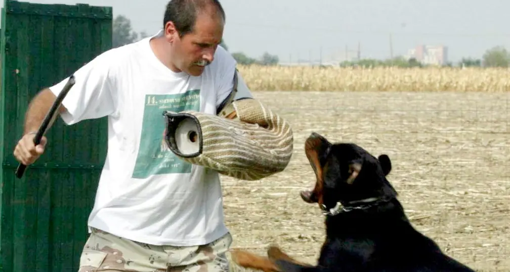 Vienna: arriva l'alcoltest per chi ha pitbull e rottweiler