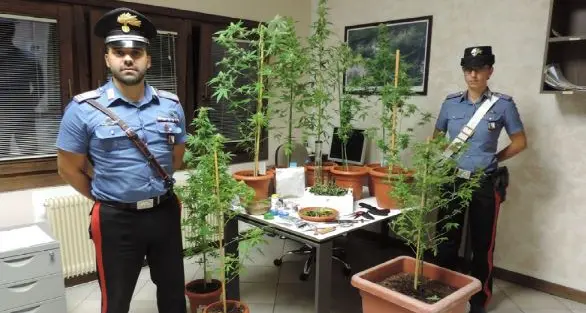 Nove piante di marijuana in casa, beccato un giovane di Carisolo