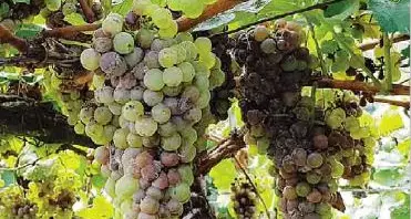 Uva marcia, persi mille quintali Sul Monte Baldo filari rovinati