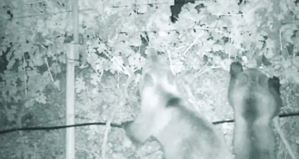 Orsi, scorpacciata di uva in valle dei Laghi - VIDEO