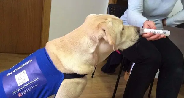 Tumore al polmone, il cane Blatt fiuta i noduli maligni