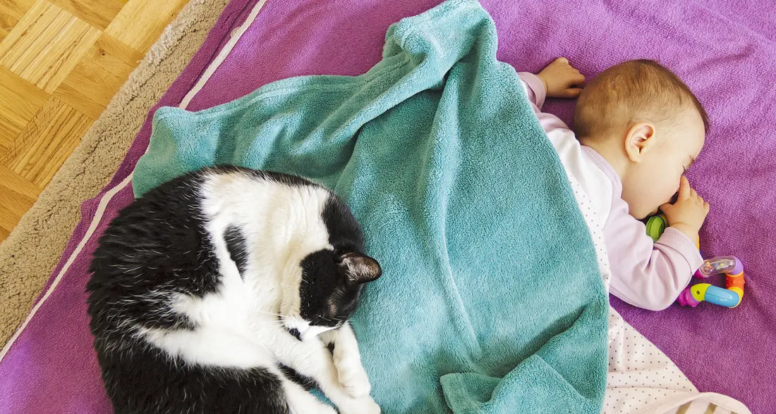 Bebè in arrivo, micio geloso? I consigli del veterinario