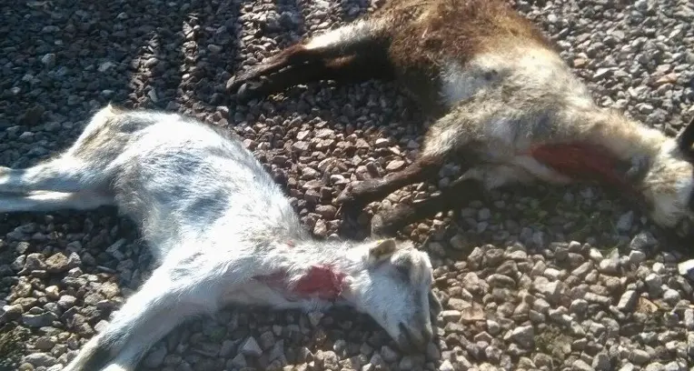 Capre sbranate a Masi di Cavalese L'esame del dna scagiona il lupo A uccidere gli animali sono stati dei cani