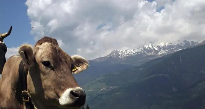 Le latterie dell'Alto Adige vietano l'uso del glifosato