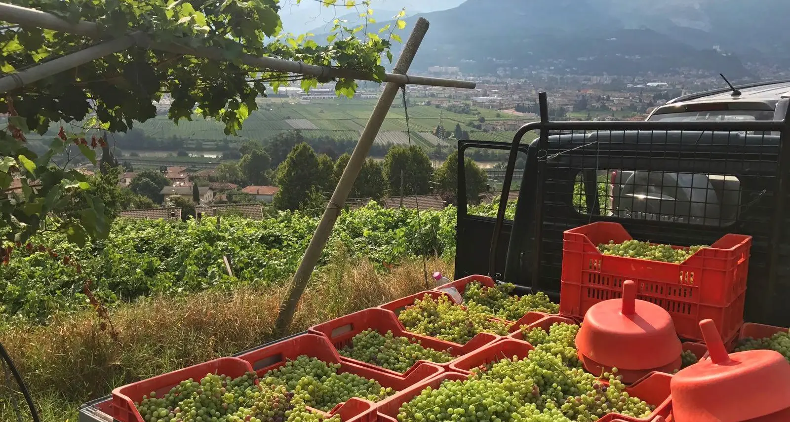 La vendemmia è già partita: uva acerba per fare la birra