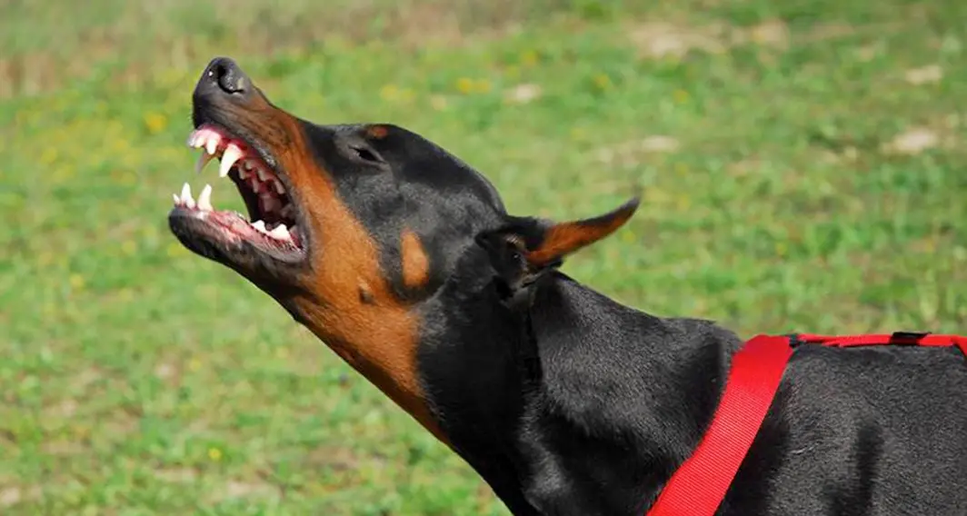 Maltrattamenti e sevizie ai danni di 2 cani Dobermann