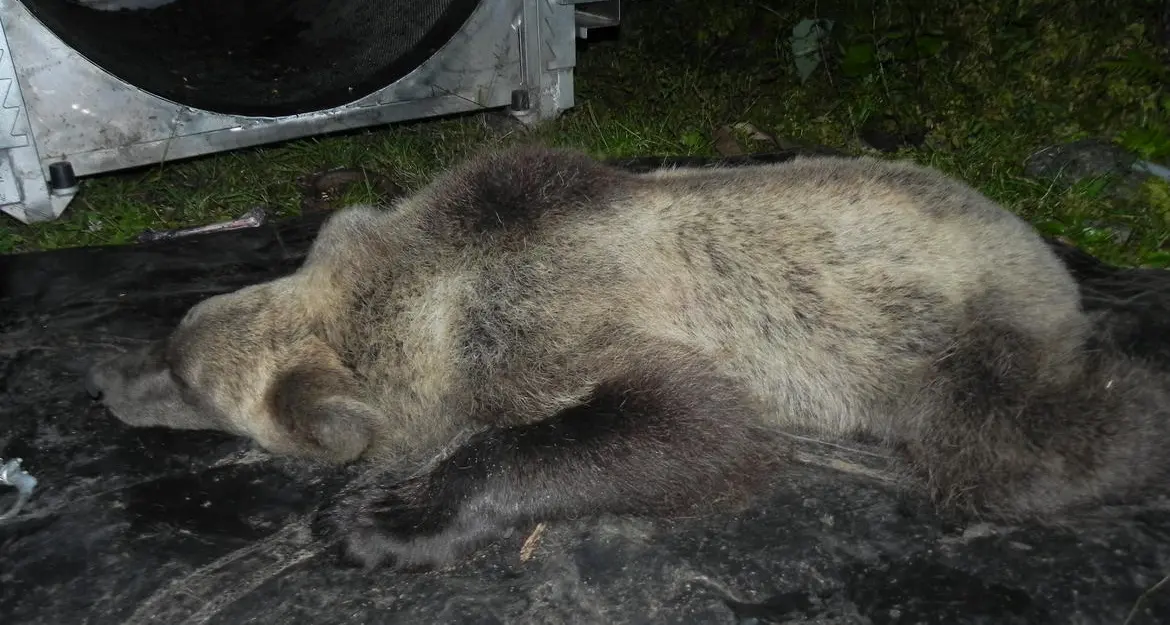 Catturata e radiocollarata una giovane orsa in val Rendena