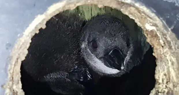 Nato all'Acquario Genova pulcino Pinguino Magellano