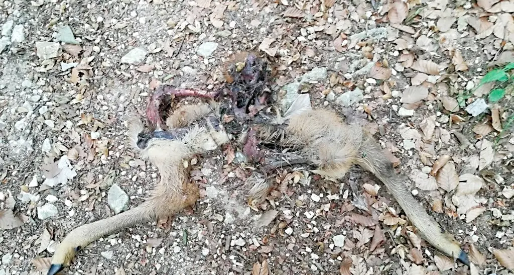 Allarme per i cani liberi Bindesi, caprioli a rischio