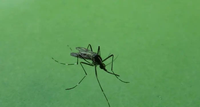 Virus West Nile da zanzara Primo caso in Alto Adige