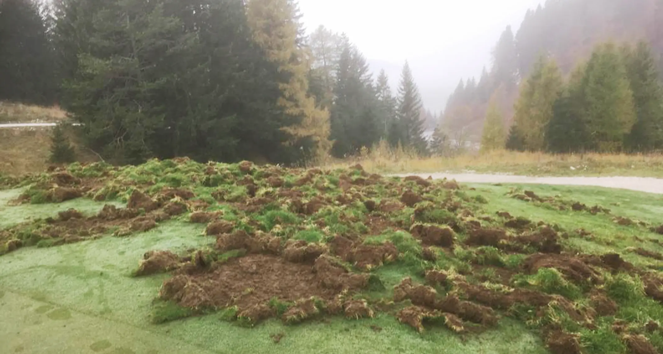 Sull'altopiano è allarme cinghiali