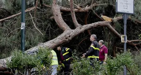 Ramo cade in un parco: 4 feriti, uno è grave