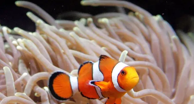 Barriera corallina senza segreti grazie al genoma di Nemo